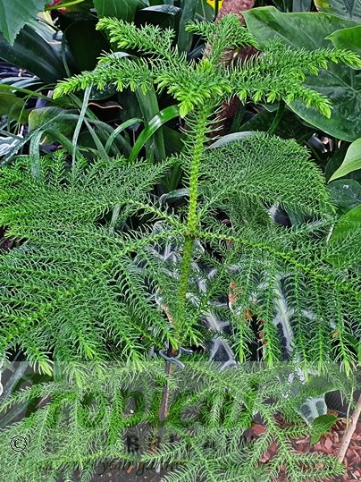 Araucaria heterophylla - an attractive houseplant when young