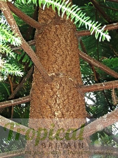 Araucaria heterophylla