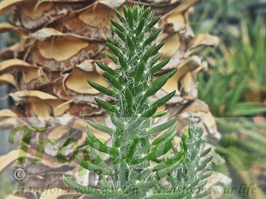 Austrocylindropuntia vestita
