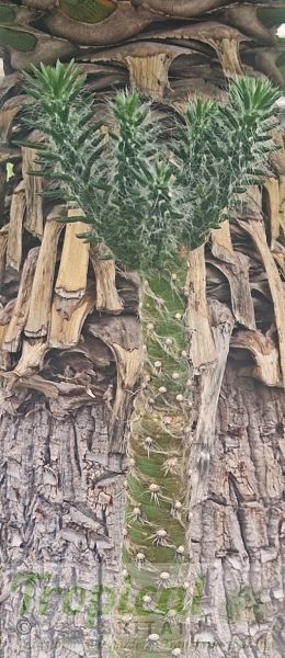 Austrocylindropuntia vestita