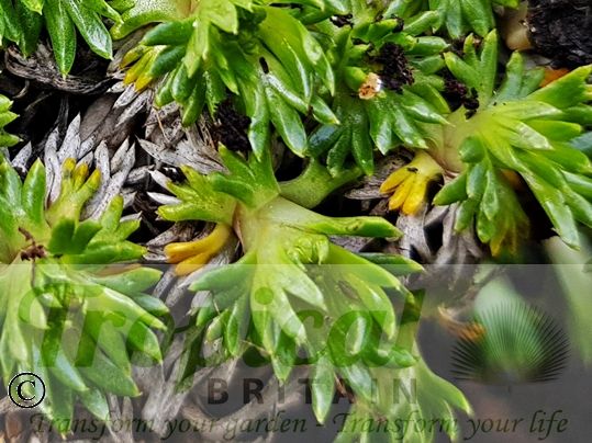 Azorella trifurcata