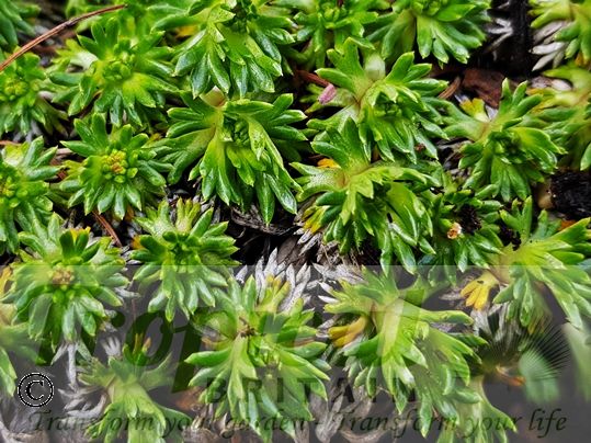 Azorella trifurcata