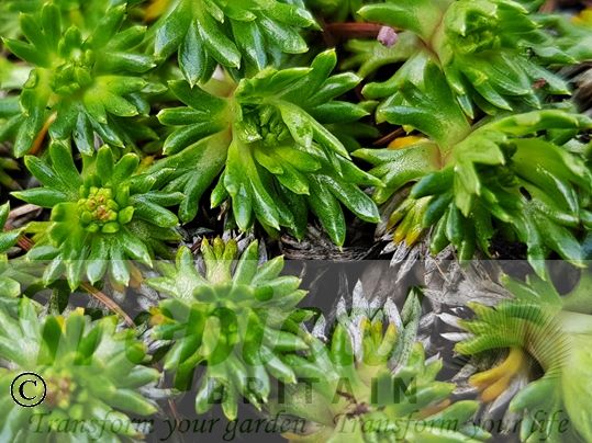 Azorella trifurcata