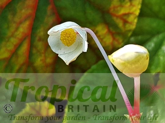 Begonia grandis 'Simsii'