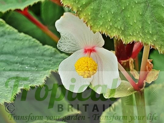 Begonia grandis 'Simsii'