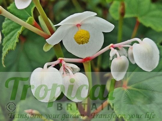 Begonia grandis 'Simsii'
