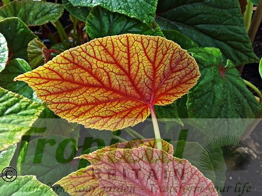 Begonia grandis 'Simsii'