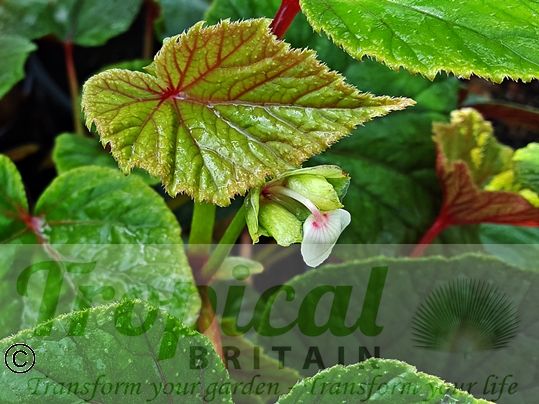 Begonia grandis 'Simsii'