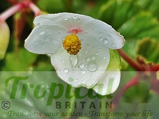 Begonia grandis 'Simsii'