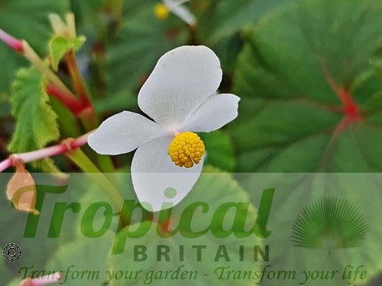 Begonia grandis 'Simsii'