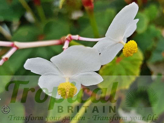 Begonia grandis 'Simsii'