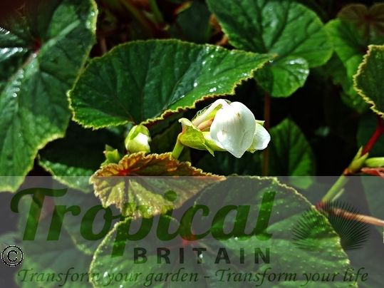 Begonia grandis 'Simsii'