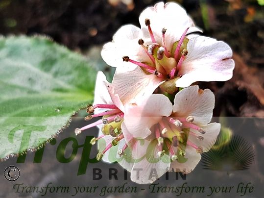 Bergenia ciliata