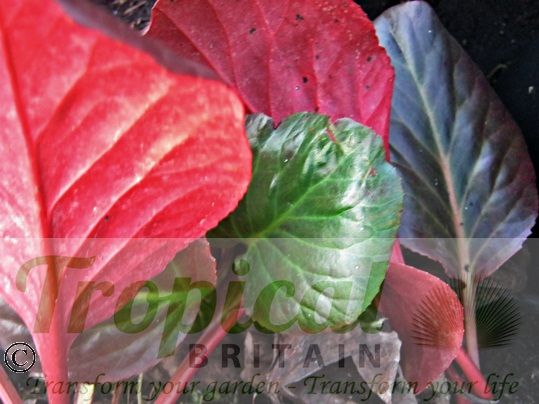 Bergenia 'Claire Maxine'