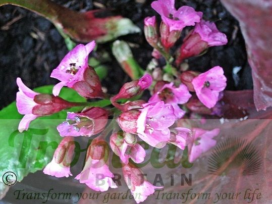 Bergenia 'Claire Maxine'
