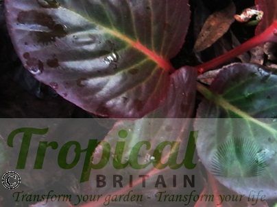 Bergenia 'Claire Maxine'
