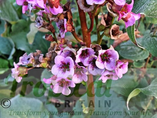 Bergenia 'Eden's Magic Giant'