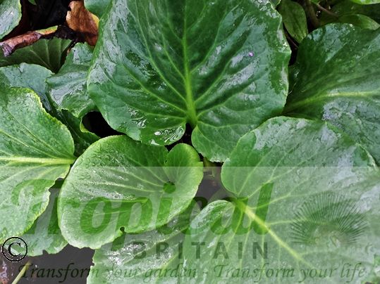 Bergenia 'Eden's Magic Giant'