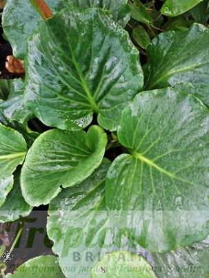 Bergenia 'Eden's Magic Giant'