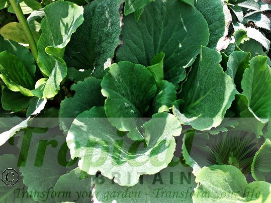 Bergenia 'Eden's Magic Giant'