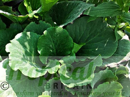 Bergenia 'Eden's Magic Giant'