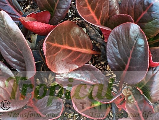 Bergenia purpurascens