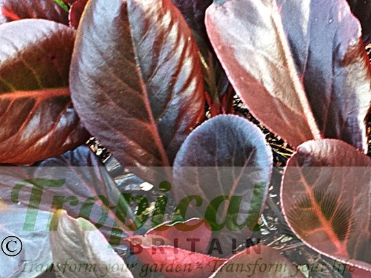Bergenia purpurascens - winter foliage