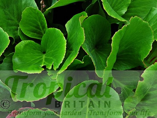 Bergenia purpurascens - summer foliage