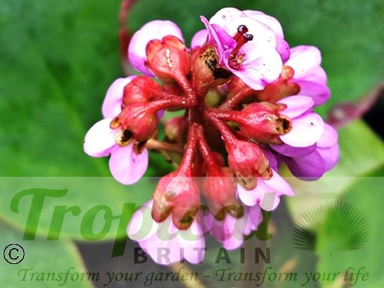 Bergenia 'Rotblum'