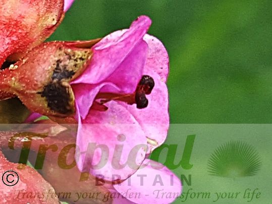 Bergenia 'Rotblum'