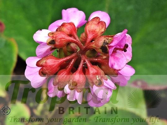 Bergenia 'Rotblum'