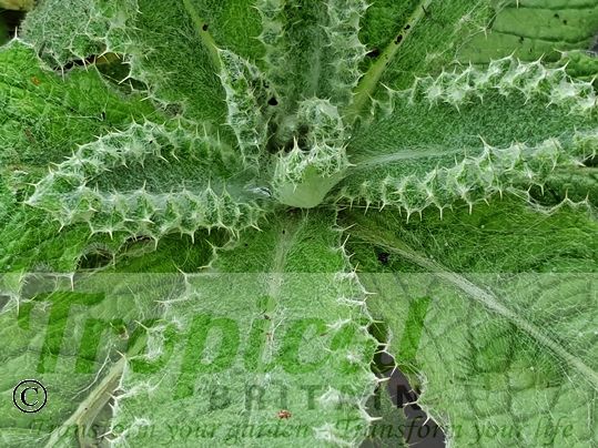 Berkheya purpurea