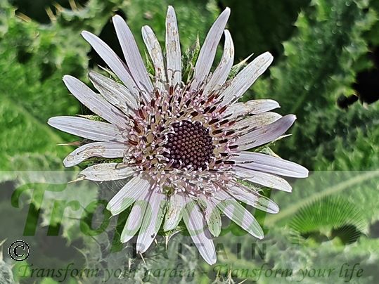 Berkheya purpurea