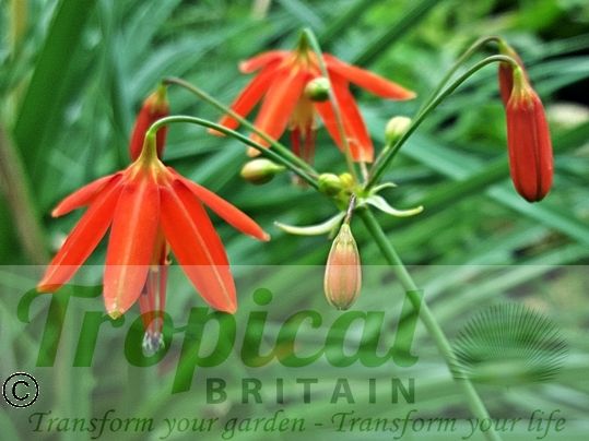 Bessara elegans