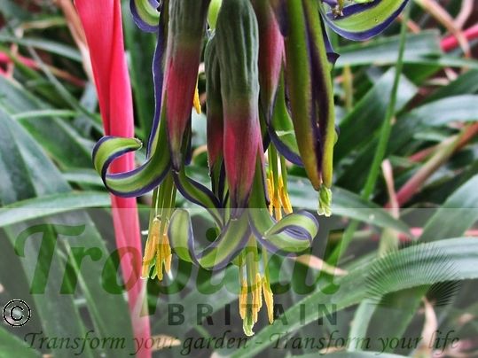 Billbergia nutans