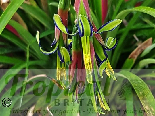 Billbergia nutans