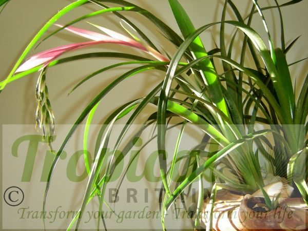 Billbergia nutans flowering in an old terracotta oil lamp - an ideal houseplant