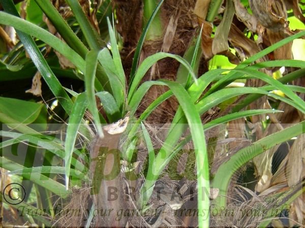 Billbergia nutans - epiphytic in a Trachycarpus trunk