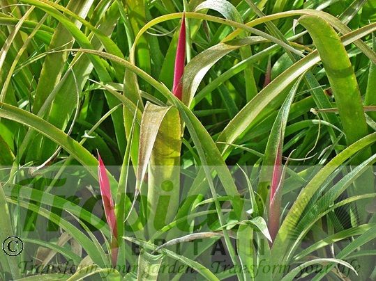 Billbergia nutans - just starting to flower