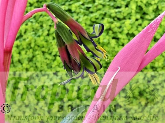 Billbergia nutans - flowering