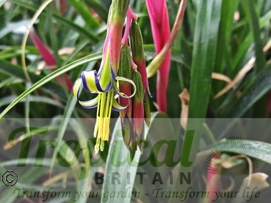 Billbergia nutans