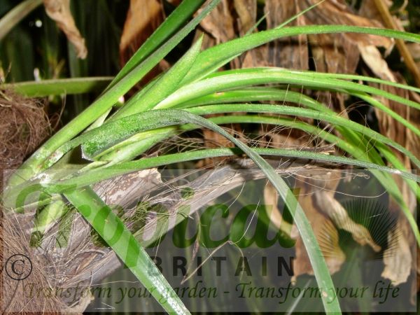 Billbergia nutans - growing in the cleft of a Trachycarpus palm