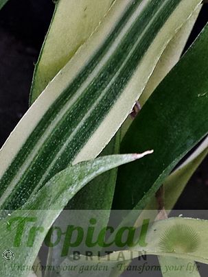 Billbergia nutans 'Variegata'