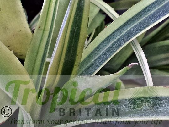 Billbergia nutans 'Variegata'