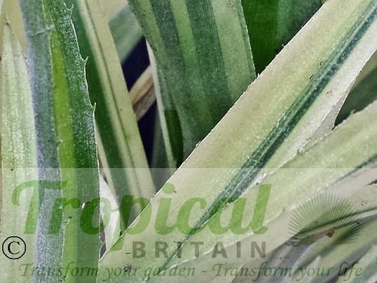 Billbergia nutans 'Variegata'