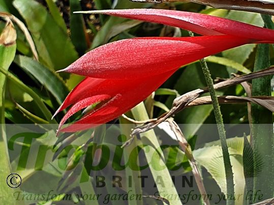 Billbergia x windii