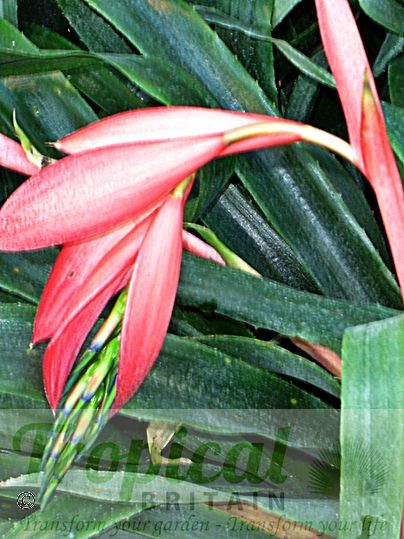 Billbergia x windii