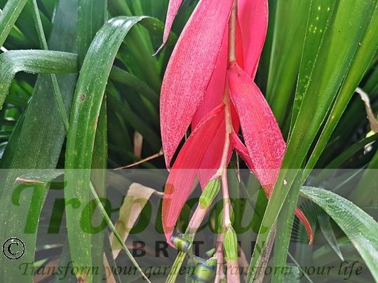 Billbergia x windii