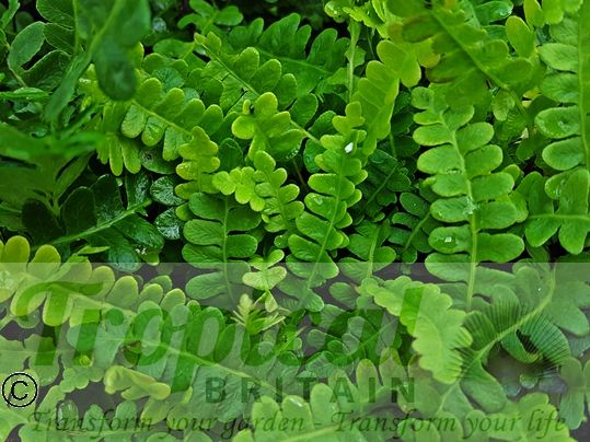 Blechnum penna-marina