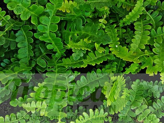 Blechnum penna-marina